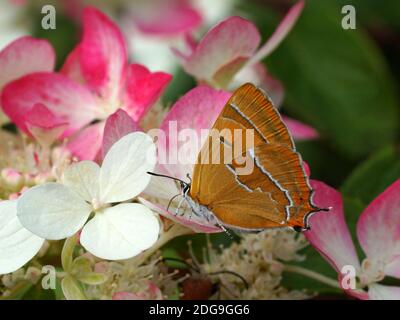 Schöner orangefarbener Schmetterling auf einer Blume. Brauner Haarstreifen, Thecla betulae, ist ein Schmetterling aus der Familie Lycaenidae. Stockfoto