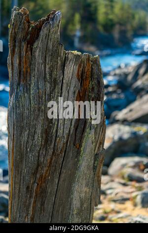 Alter toter Baumstumpf mit interessanten Details. An einem wilden Fluss in einem Pinienwald. Stockfoto