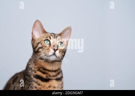 studio-Portrait einer jungen bengalkatze, die nach oben schaut Vorderseite mit weißem Hintergrund Stockfoto