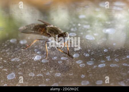 Tausend Augen Stockfoto