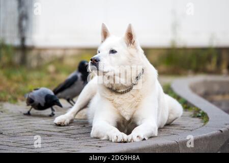 Alte weiße schweizer Schäferhund posiert draußen Stockfoto