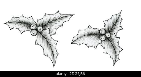 Dekorative Stechenskizze isoliert auf weißen, handgezeichneten Stechenzweigen mit Beeren, festliche Weihnachtselemente für Designs Stockfoto