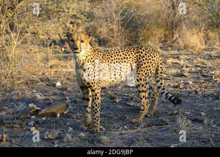 Gepard, Namibia, Afrika, (Acinonyx jubatus), Stockfoto