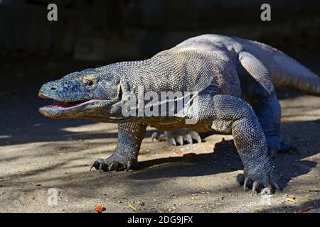 Komodowaran (Varanus komodoensis), Insel Rinca, Indonesien Stockfoto