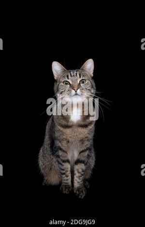 Vorderansicht des Gestromte kurzhaar Katze vor der Schwarzen studio Hintergrund sitzen Stockfoto