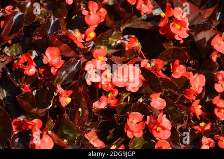 Kleine rote Blüte blüht am sonnigen Nachmittag Stockfoto