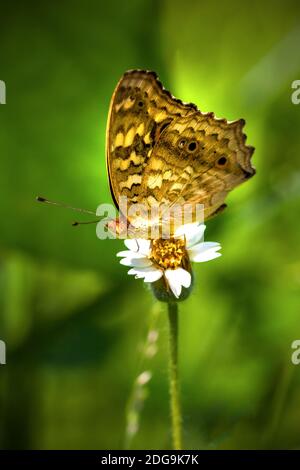 Schmetterling auf einer weißen Grasblume sitzend Stockfoto