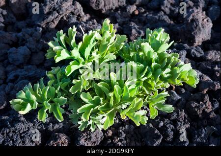 Astydamia latifolia auch bekannt als Meeressalat, eine Blattpflanze aus den Kanarischen Inseln mit zarten und nahrhaften Stängeln und Blättern, die oft in Salaten verwendet werden Stockfoto