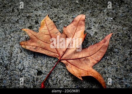 Gefallenes Platanenblatt auf aschem Boden. Gefallenes Blatt im Herbst. Herbst bei İstanbul Stockfoto