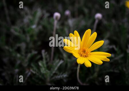 Schöne Blume mit gelben Blättern auf schwarzem Hintergrund. Gelbe Blume Nahaufnahme. Makro Foto erstaunliche gelbe Blume. Stockfoto