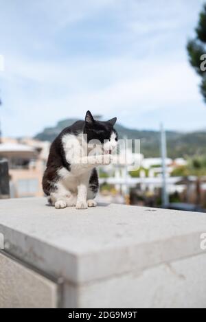 Schwarz-weiße Hauskatze sitzt auf Betonwand vor dem Hafen von Port de Soller, Mallorca Pflege sich lecken Pfote Stockfoto