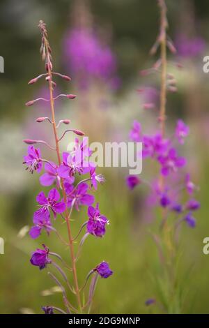 Rosa Blumen Stockfoto