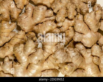 Frische Ingwerwurzeln, von oben. Hintergrund von saftigen und fleischigen Rhizomen von Zingiber officinale. Verwendet als duftendes Küchengewürz. Stockfoto