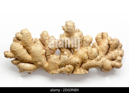 Frische Ingwerwurzeln, von oben auf weißem Hintergrund. Saftige und fleischige Rhizome von Zingiber officinale. Verwendet als duftendes Küchengewürz. Stockfoto