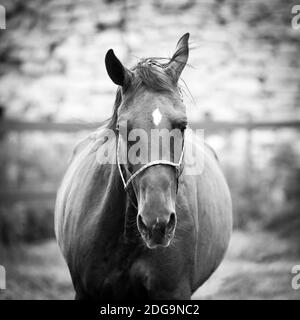 Pferd im Trainingsporträt in Schwarz-Weiß-Tönen Stockfoto