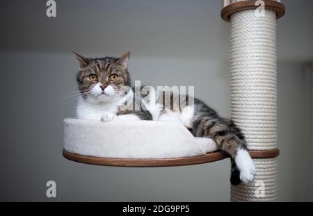 Tabby weiß britischen Kurzhaar Katze ruht auf Kratzbaum Plattform Haustier Bett Blick auf Kamera Stockfoto