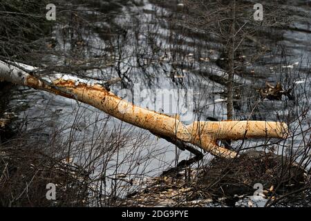 Biber Stock Foto. Biber Schnitt Birke Stock Foto. Biberzähne Flecken. Biberarbeit. Biber Aktivität Stock Foto. Baum vom Biber gefällt. Birke Stockfoto