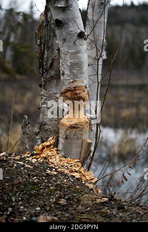 Biber Schnitt Birke Stock Foto. Biberzähne Flecken. Biberarbeit. Biber Aktivität Stock Foto. Baum vom Biber gefällt. Birke von Be abgehauen Stockfoto