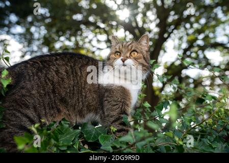 Katze steht an der Wand mit Efeu vor bedeckt Bäume in einem Wald beobachten das Gebiet auf einem sonnigen Tag im september Stockfoto