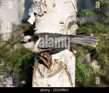 Grey Jay Nahaufnahme Profil Ansicht auf einem Birkenstamm mit einem unscharfen Hintergrund in seiner Umgebung und Lebensraum, zeigt graue Feder Gefieder Flügel und Stockfoto