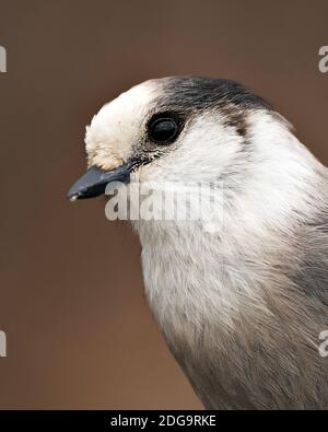 Grey Jay Head Shot Nahaufnahme Profil Ansicht mit einem unscharfen Hintergrund in seiner Umgebung und Lebensraum, zeigt graue Feder Gefieder. Bild. Bild. Stockfoto