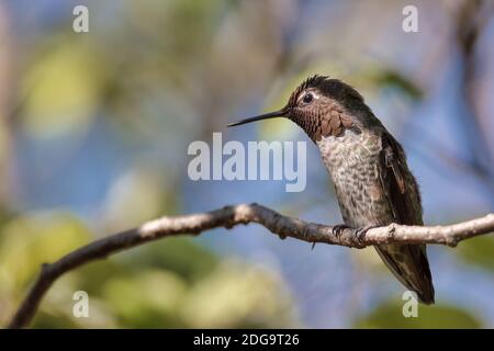 Annas Kolibri thront in einem Baum, Kalifornien Stockfoto