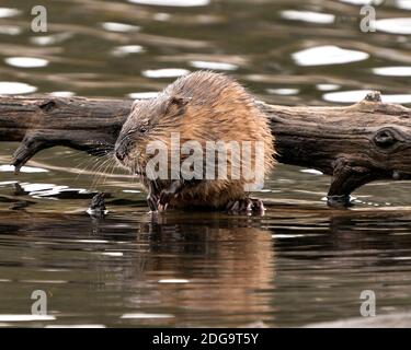 Bisamratte Stock Fotos. Bisamratte im Wasser zeigt sein braunes Fell durch einen Baumstamm mit einem verschwommenen Wasserhintergrund in seiner Umgebung und seinem Lebensraum. Bild. Pictu Stockfoto