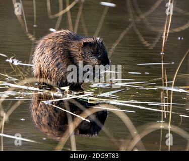 Bisamratte Stock Fotos. Bisamratte im Wasser zeigt sein braunes Fell durch einen Baumstamm mit einem verschwommenen Wasserhintergrund in seiner Umgebung und seinem Lebensraum. Bild. Pictu Stockfoto