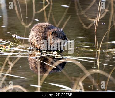 Bisamratte Stock Fotos. Bisamratte im Wasser zeigt sein braunes Fell durch einen Baumstamm mit einem verschwommenen Wasserhintergrund in seiner Umgebung und seinem Lebensraum. Bild. Pictu Stockfoto