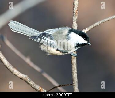 Chickadee Nahaufnahme Profil Ansicht auf einem Baum Zweig mit einem verschwommenen Hintergrund in seiner Umgebung und Lebensraum, zeigt Federgefieder Flügel und Schwanz, bla Stockfoto