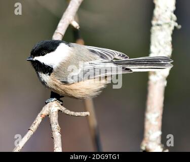 Chickadee Nahaufnahme Profil Ansicht auf einem Baum Zweig mit einem verschwommenen Hintergrund in seiner Umgebung und Lebensraum, zeigt Federgefieder Flügel und Schwanz, bla Stockfoto