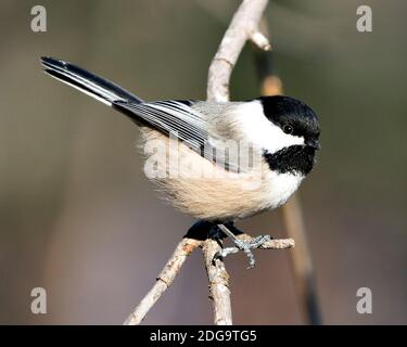 Chickadee Nahaufnahme Profil Ansicht auf einem Baum Zweig mit einem verschwommenen Hintergrund in seiner Umgebung und Lebensraum, zeigt Federgefieder Flügel und Schwanz, bla Stockfoto