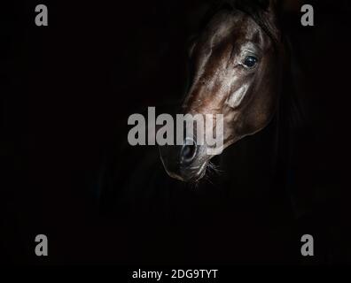 Schwarzes arabisches Pferd auf schwarzem Hintergrund Stockfoto