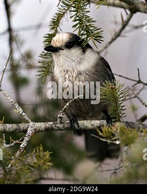 Grey Jay close-up Profil Ansicht auf einem Tannenzweig in seiner Umgebung und Lebensraum thront, zeigt graue Feder Gefieder und Vogelschwanz. Weihnachten Stockfoto