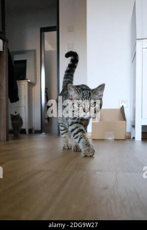 Braun gestreifte Katze mit braunen Augen, die elegant und mutig durch das Wohnzimmer läuft. Im Hintergrund befindet sich eine Pappschachtel und eine weitere Katze. Stockfoto