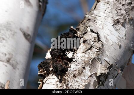 Chaga Pilz wächst auf der Seite einer Birke im Wald. Bild. Bild. Hochformat. Stockfoto