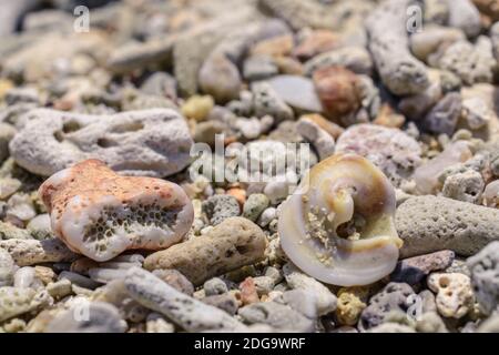 Makro-Muster von Muscheln und Stücke von Korallen auf der Strand Stockfoto