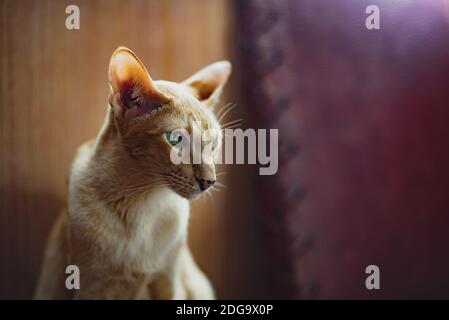 Ginger rote orientalische Katze mit klaren grünen Augen sitzend Stockfoto