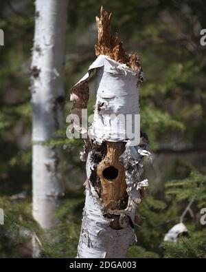 Foto des Baumstammlochs. Birke mit Specht Loch Stock Fotos, Bilder, Bilder mit einem Wald Hintergrund. Löcher Im Kofferraum Stockfoto