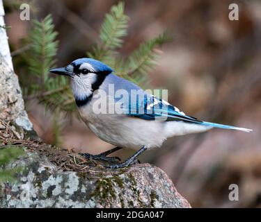 Blue Jay Stockfotos. Blue Jay thront auf einem Moosfelsen mit einem unscharfen Hintergrund in der Waldumgebung und dem Lebensraum. Bild. Bild. Hochformat. Suchen Stockfoto