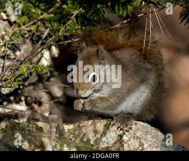 Eichhörnchen Nahaufnahme Profilansicht im Wald sitzt auf einem Moosstein mit verschwommenem Hintergrund zeigt seine braunen Fell, Kopf, Augen, Nase, Ohren, Pfoten, buschig Stockfoto