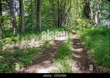 Straße im Wald im Sommer, Waldweg zum Wandern, Waldweg im Frühjahr Stockfoto