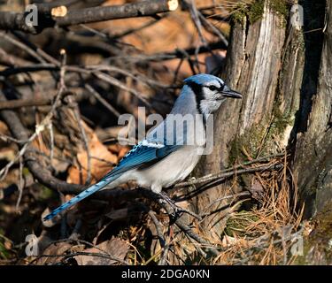 Blue Jay auf einem Baumstumpf mit einem Waldhintergrund in der Waldumgebung und Lebensraum thront. Bild. Bild. Hochformat. Blick nach rechts. Stockfoto