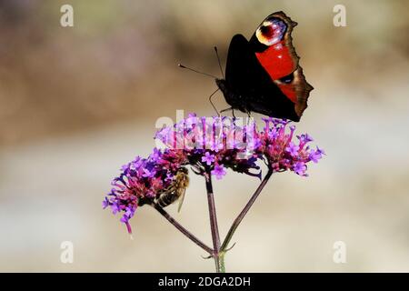 Verbena bonariensis Biene und Pfau Schmetterling auf Blume Stockfoto