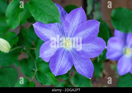Große blaue Clematis Blume. Zierpflanze mit blauen Blüten im Garten. Nahaufnahme. Stockfoto
