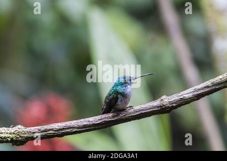 Blau Kolibri (Der) sitzt auf einem Ast, Nebelwald, Ecuador. Stockfoto