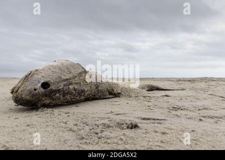 Boney Dead Fish Carcus an EINEM Sandstrand Stockfoto