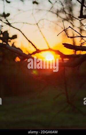 Sonne durch die Äste auf dem Bauernhof. Konzept Bild von Sonnenuntergang Landschaft. Stockfoto