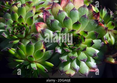 Houseleek Sempervivum Calcareum 'Greenii' Pflanze im Alpenhaus im RHS Garden Harlow Carr, Harrogate, Yorkshire, England, Großbritannien angebaut. Stockfoto