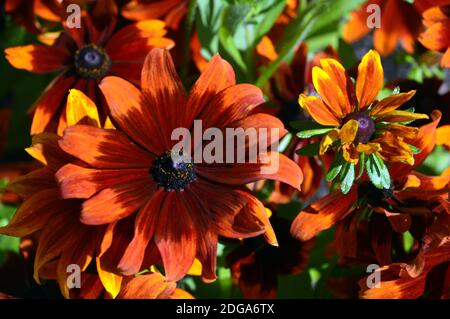 Bronze/Braun Rudbeckia hirta, 'Rustic Dwarfs' Black-Eyed Susan, Coneflower in einer Grenze bei RHS Garden Harlow Carr, Harrogate, Yorkshire, England angebaut. Stockfoto